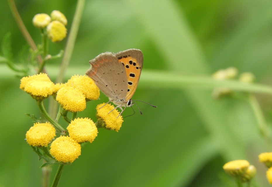 Lycaena phlaeas - közönséges tűzlepke