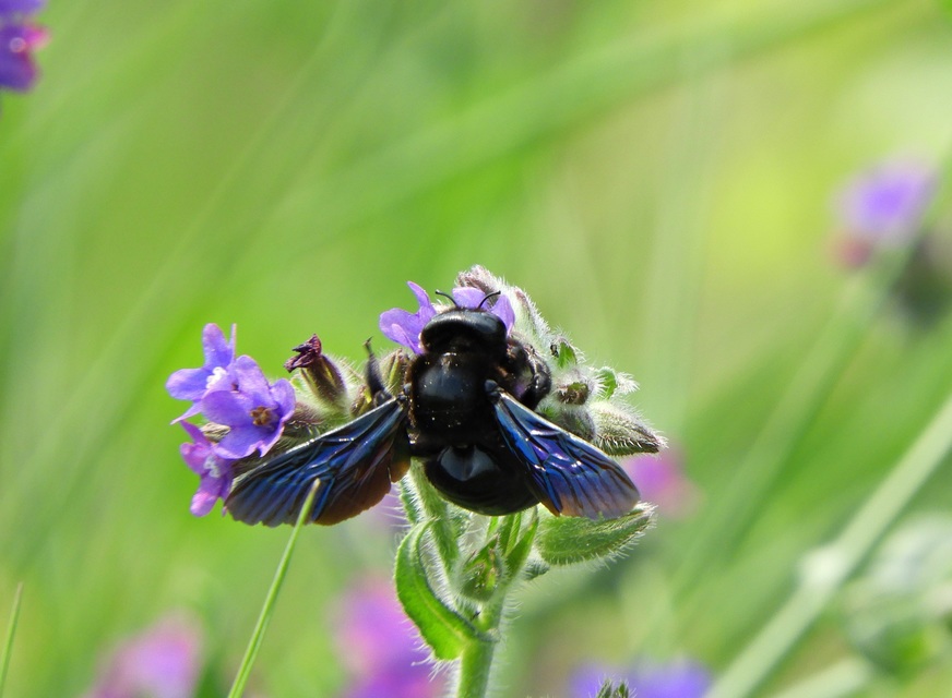 Xylocopa valga - gyakori fadongó