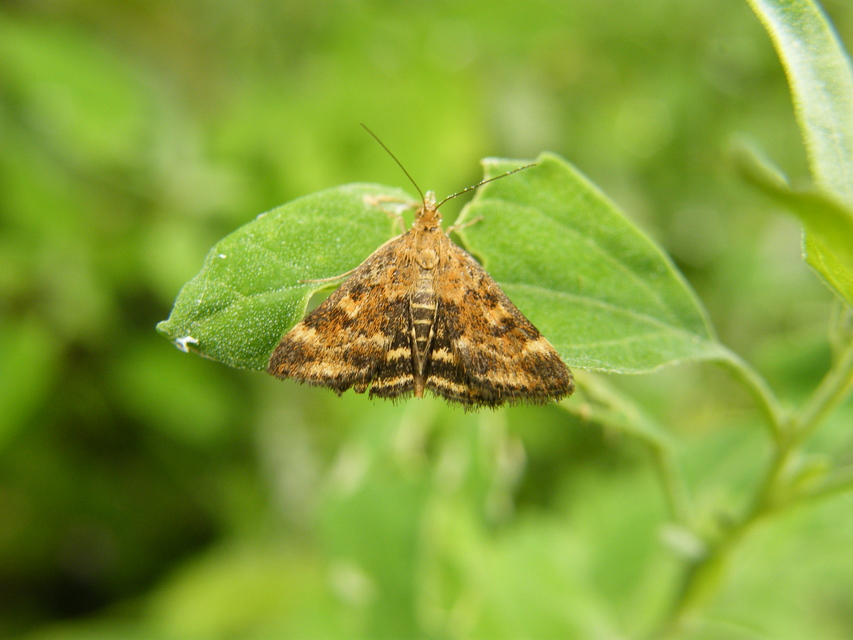 Pyrausta despicata - réti bíbormoly
