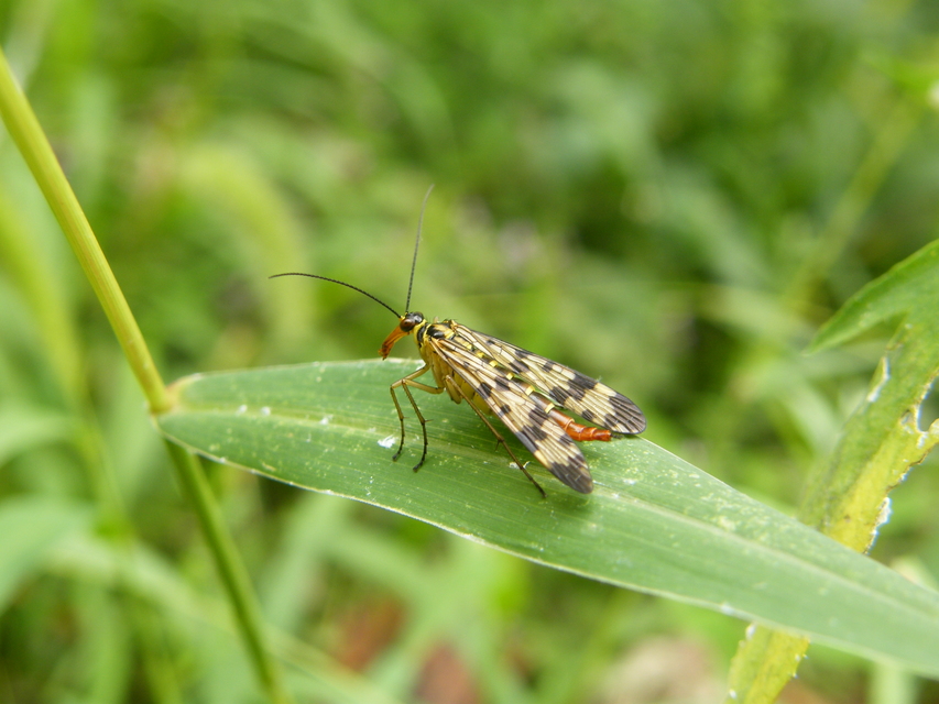 Panorpa vulgaris