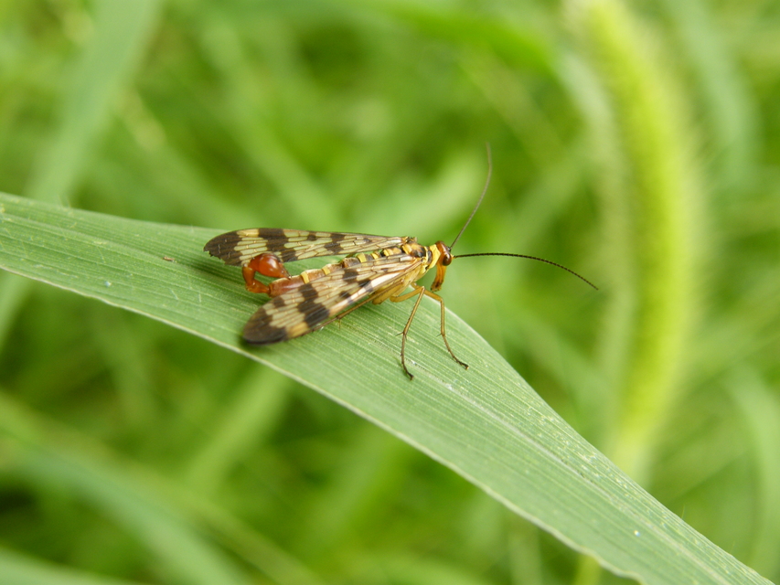 Panorpa vulgaris