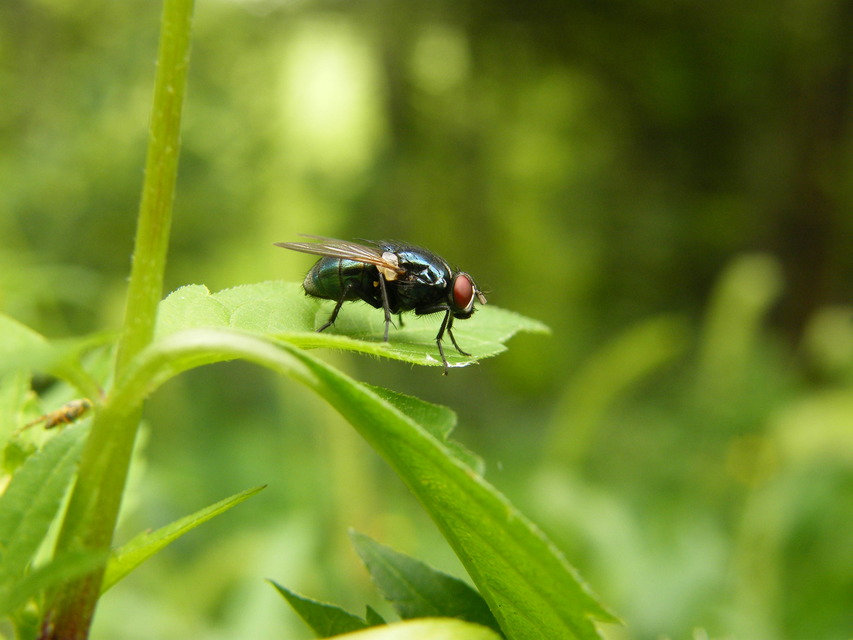 Calliphoridae - dongólegyek