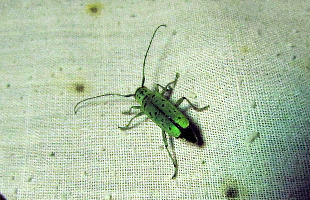 Saperda punctata - pettyes szilcincér Saperda punctata - pettyes szilcincér