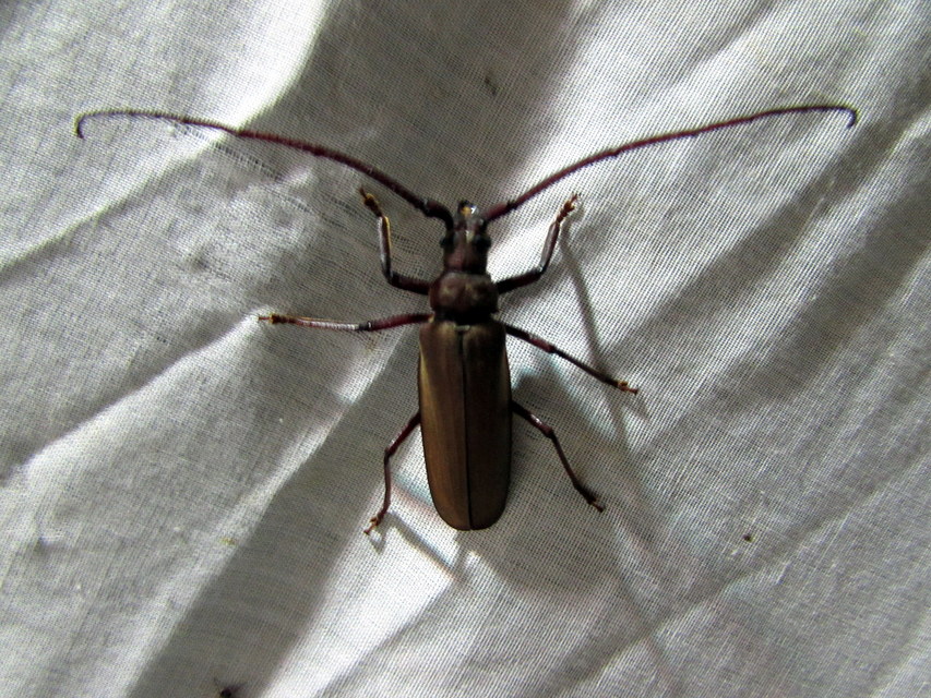 Aegosoma scabricorne - diófacincér