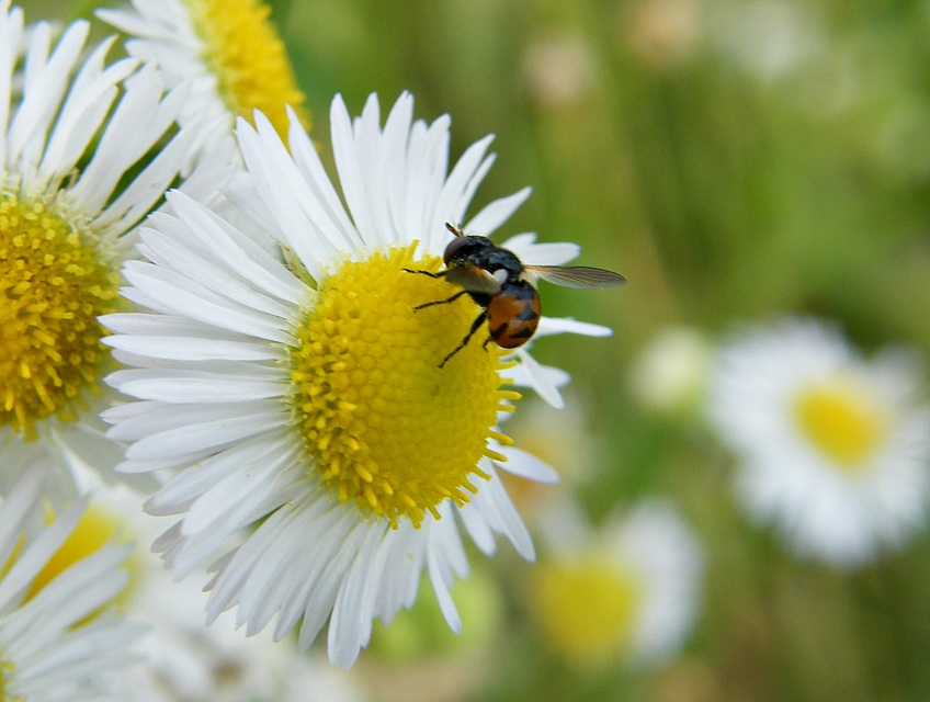 Phasiinae
