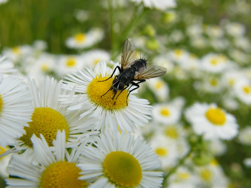 Tachinidae - fürkészlegyek
