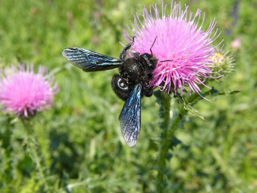 Xylocopa violacea - kék fadongó