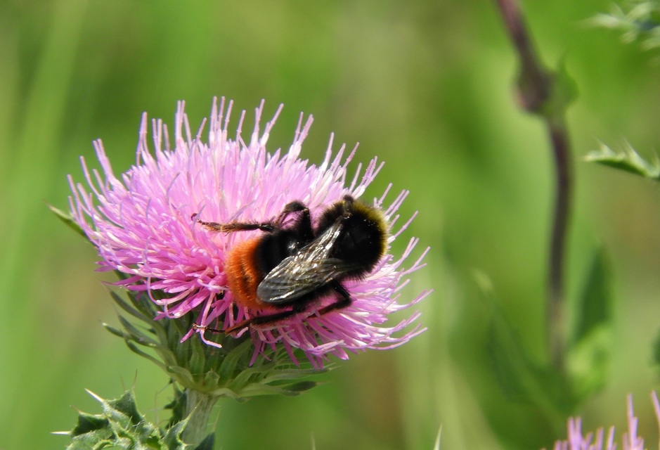 Bombus lapidarius - kövi poszméh