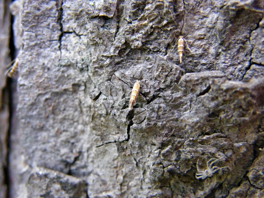 Cameraria ohridella - vadgesztenye-sátorosmoly
