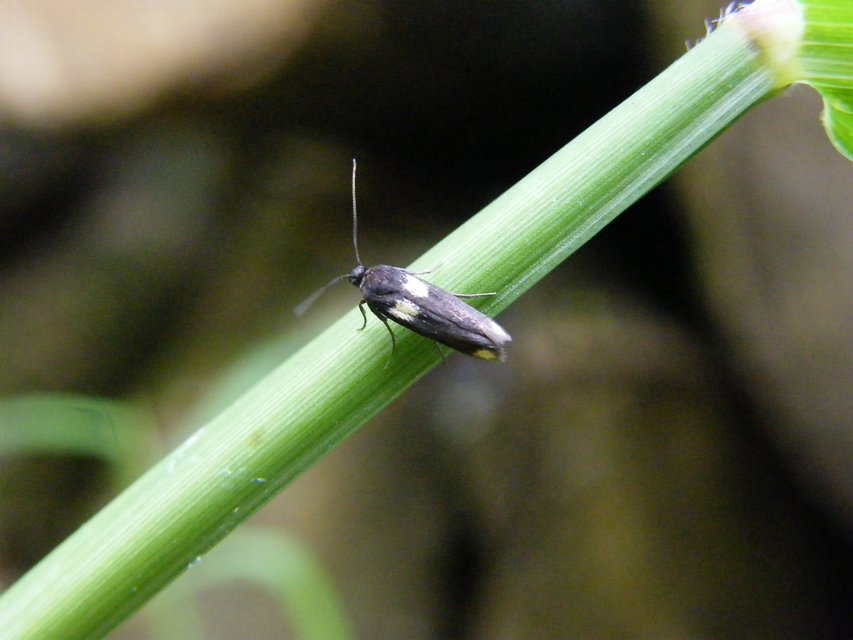 Scythris sinensis - aranyfarú zöldmoly