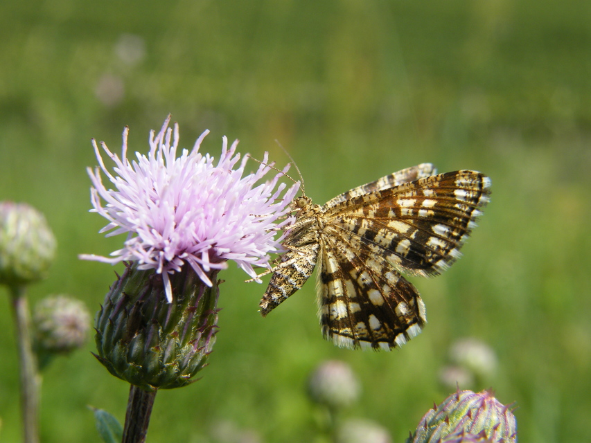 Chiasmia clathrata - rácsos rétiaraszoló