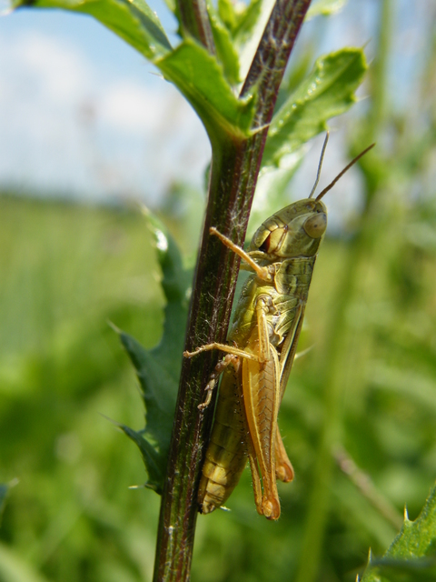 Euchorthippus declivus - rövidszárnyú rétisáska