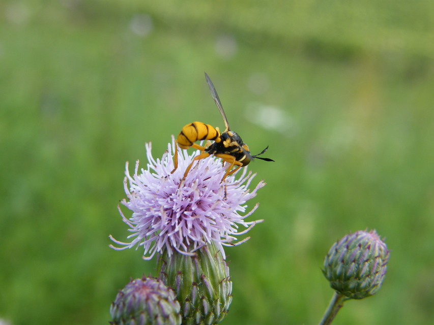Conopidae - fejeslegyek