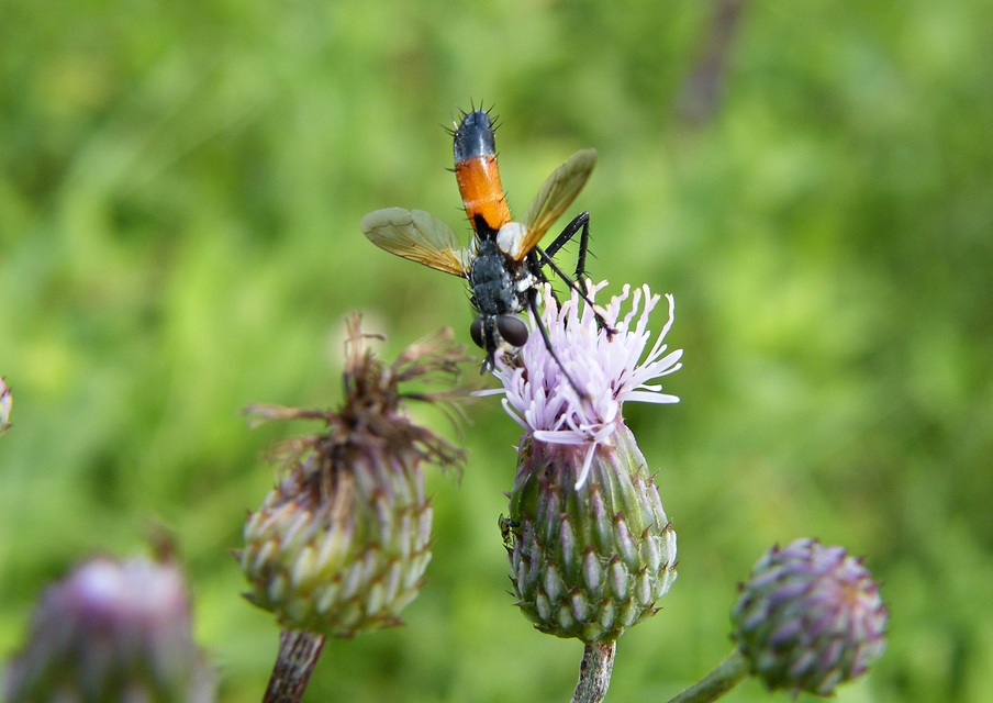 Cylindromyia