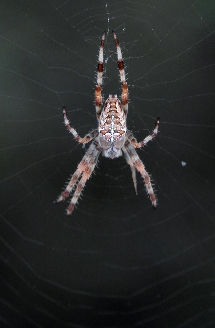 Araneus diadematus - koronás keresztespók