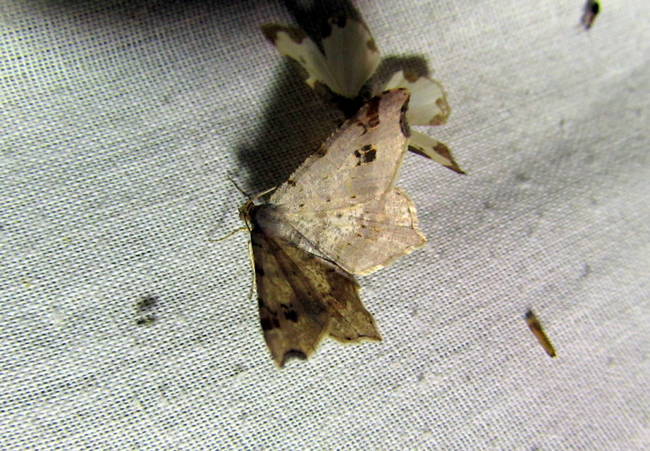 Macaria alternata - közönséges szürkearaszoló