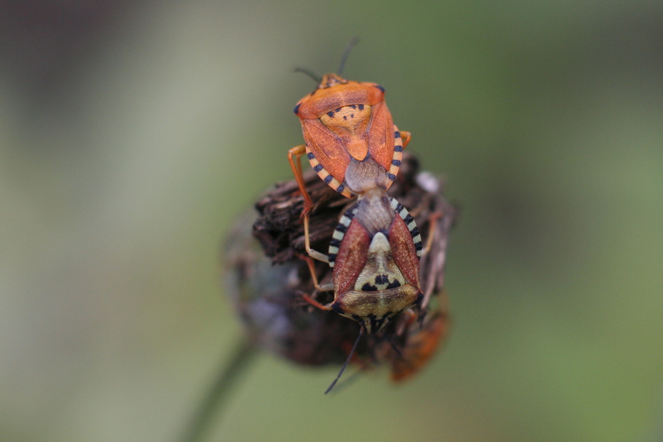 Carpocoris Carpocoris