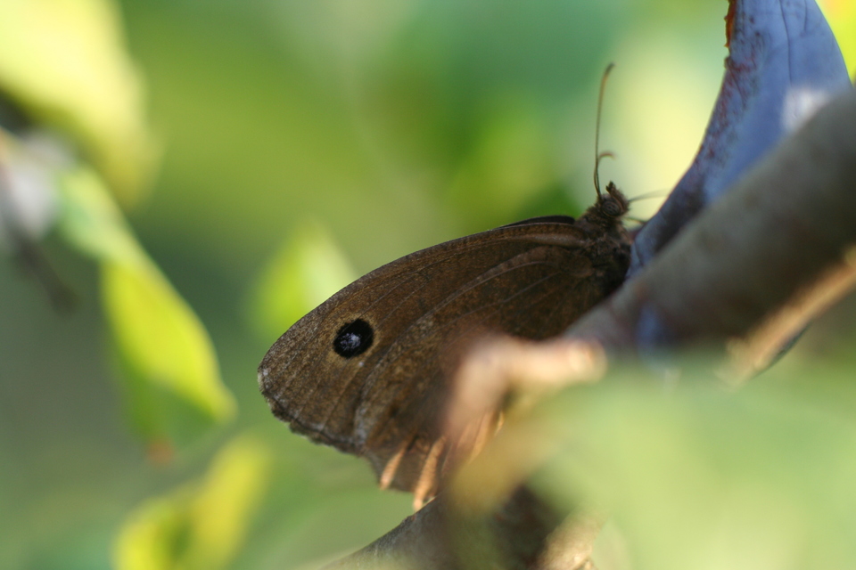 Minois dryas - fekete szemeslepke