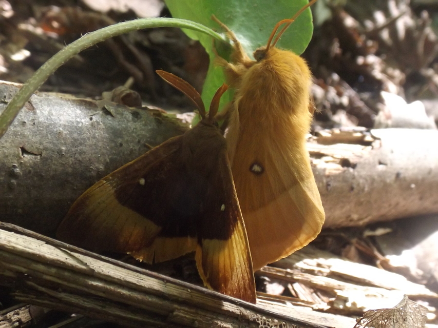 Lasiocampa quercus - tölgyfaszövő