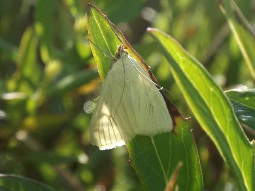 Sitochroa palealis - kénszárnyú dudvamoly