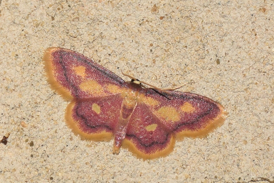 Idaea muricata - mocsári pirosaraszoló
