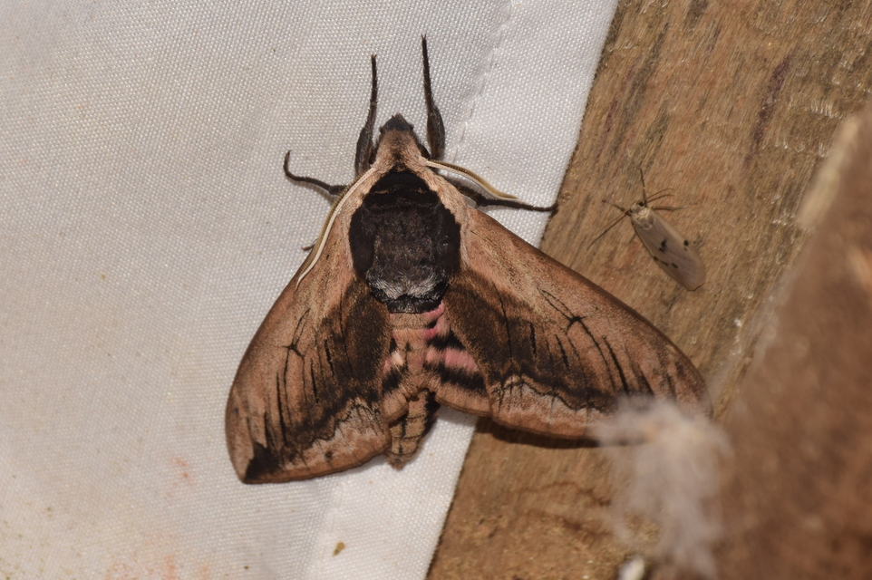 Sphinx ligustri - fagyalszender