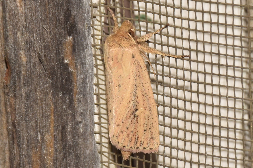 Globia sparganii - nagy nádibagoly
