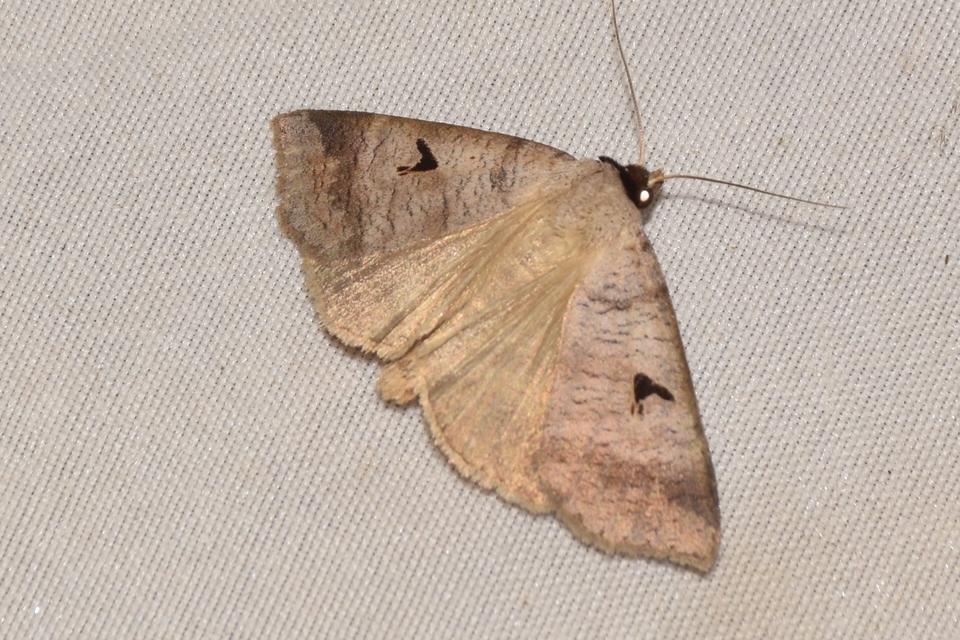 Lygephila pastinum - közönséges csüdfűbagoly