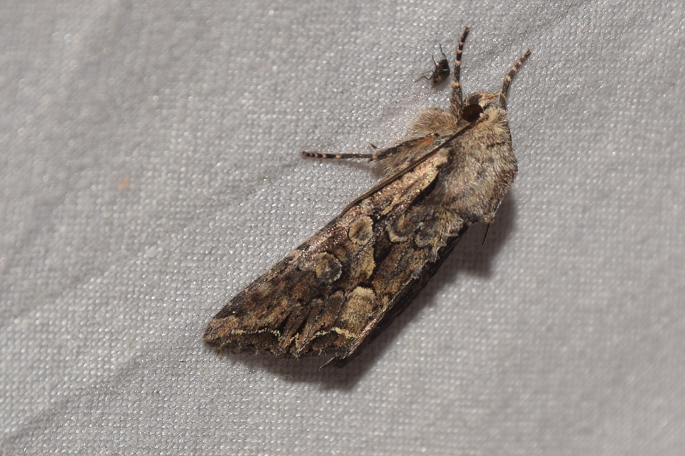 Lacanobia thalassina - borbolya-kertibagoly