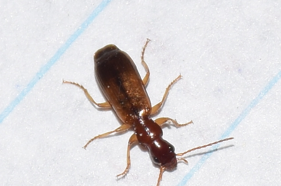 Paradromius linearis - karcsú kéregfutó