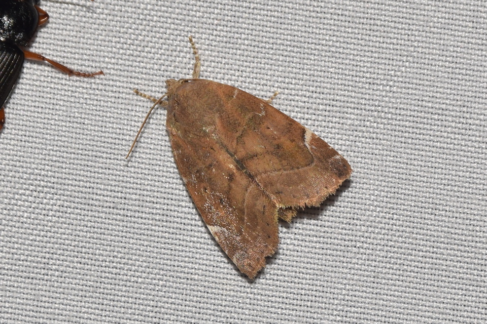 Cosmia affinis - barna lombbagoly