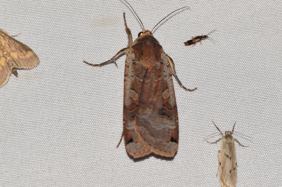 Noctua pronuba - nagy sárgafűbagoly