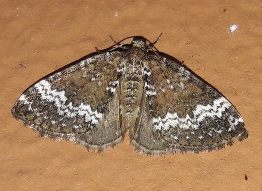 Perizoma alchemillata - árvacsalán-araszoló