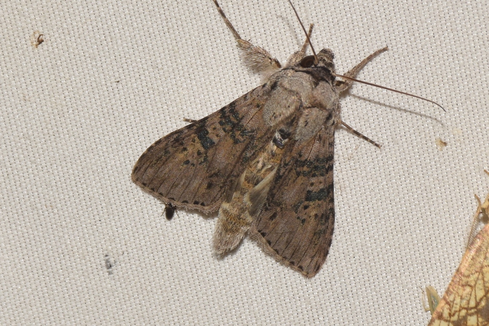 Cucullia absinthii - fehérüröm-csuklyásbagoly