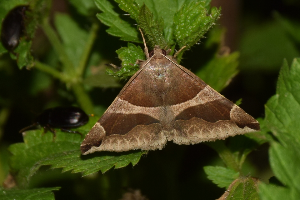 Dysgonia algira - déli porcelánbagoly