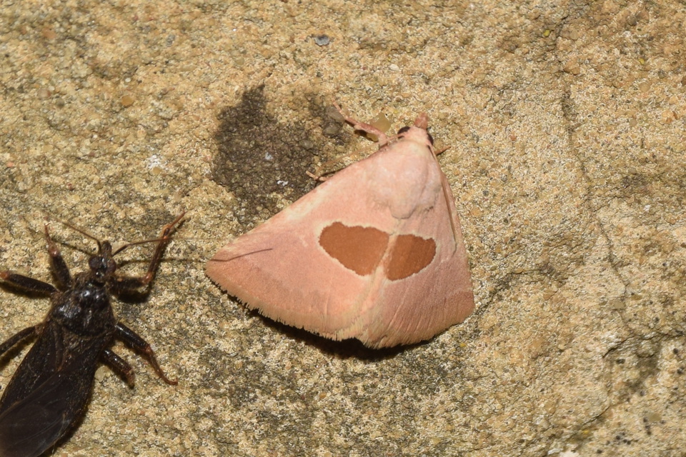 Calymma communimacula - pajzstetűfaló bagoly