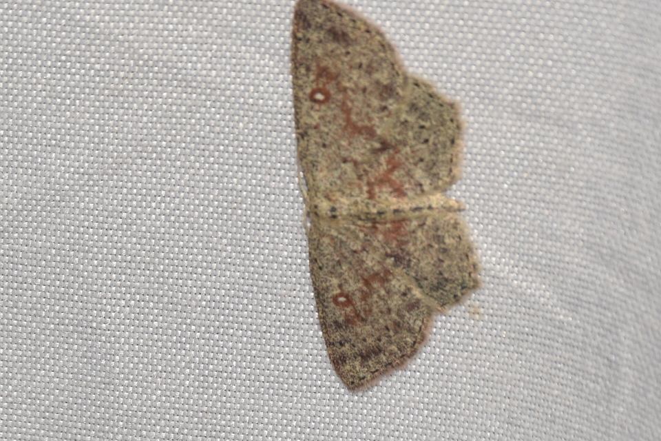 Cyclophora pendularia - fűzfa-pettyesaraszoló