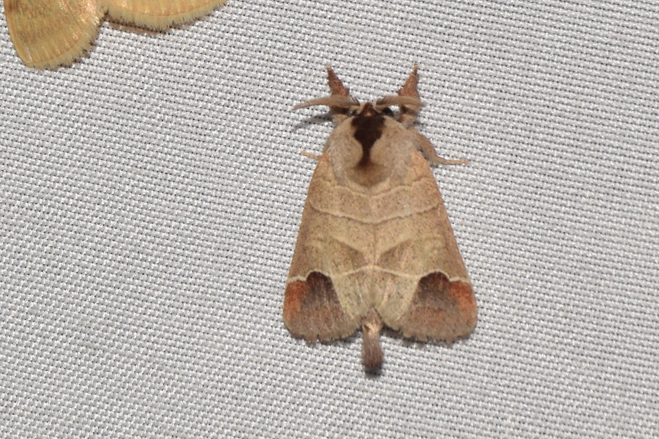 Clostera curtula - rövidszárnyú levélszövő