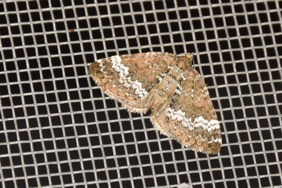 Perizoma alchemillata - árvacsalán-araszoló