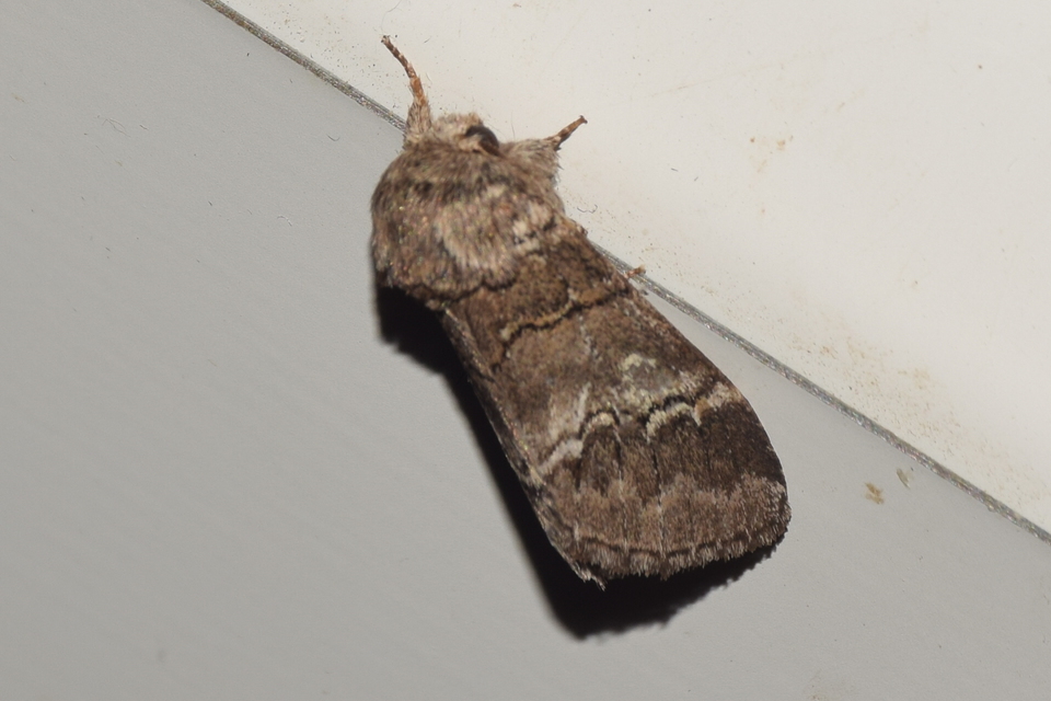 Drymonia querna - tölgyfa-púposszövő