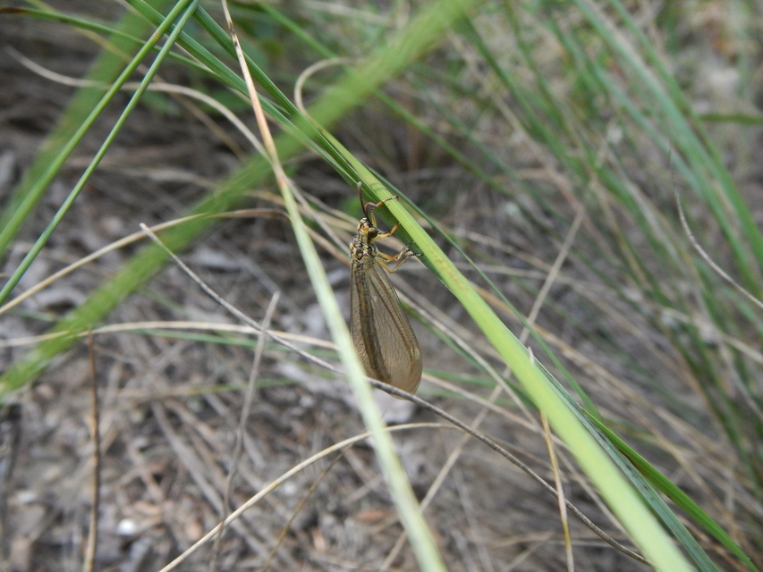 Myrmecaelurus trigrammus - hangyafarkas