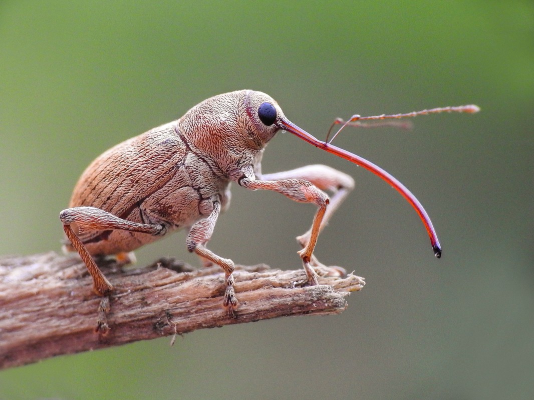 Curculio elephas - gesztenyezsuzsóka