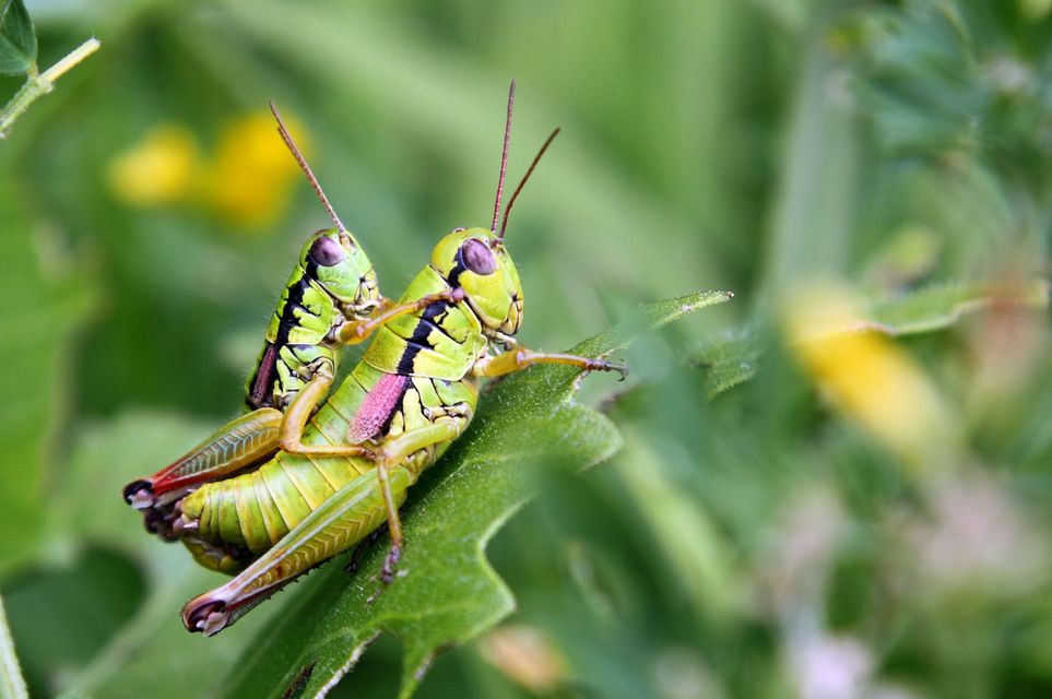 Pseudopodisma nagyi - Nagy-hegyisáska