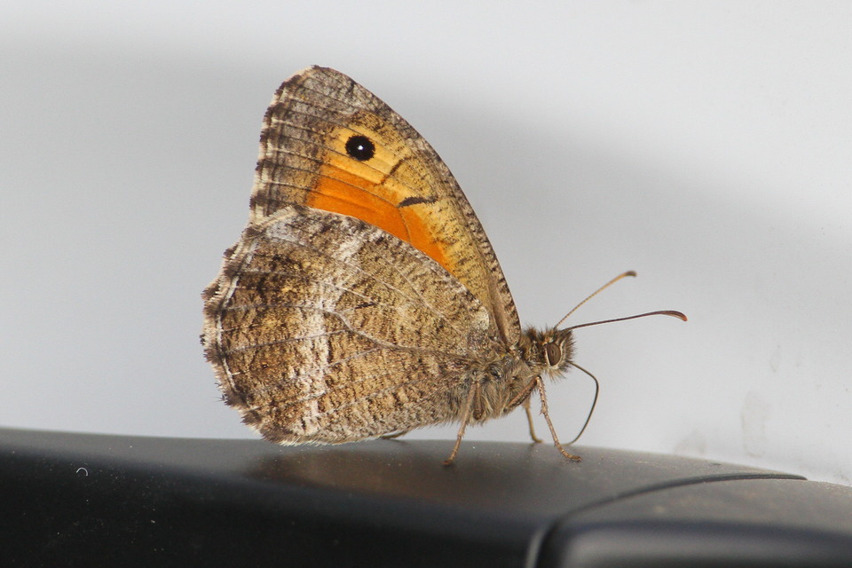 Arethusana arethusa - közönséges szemeslepke