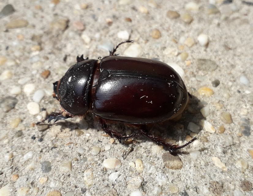 Oryctes nasicornis - orrszarvú bogár