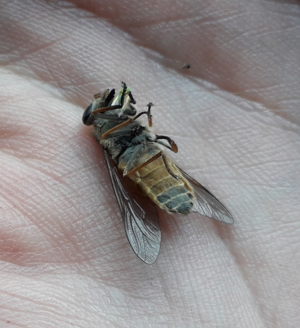 Tabanidae - böglyök