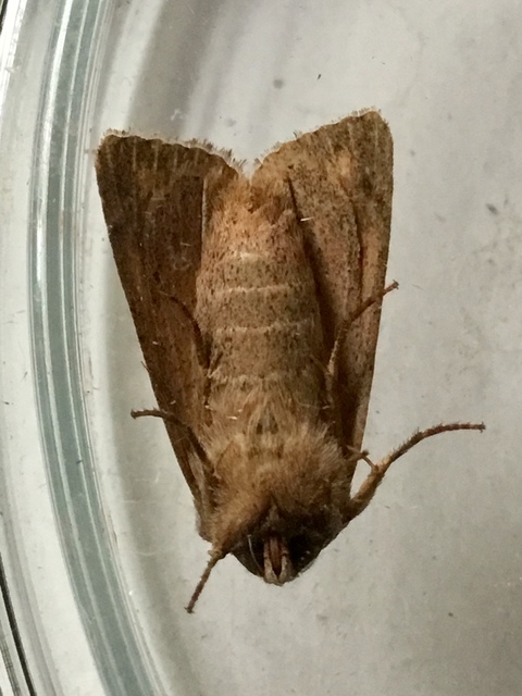 Mythimna albipuncta - fehérpettyes rétibagoly