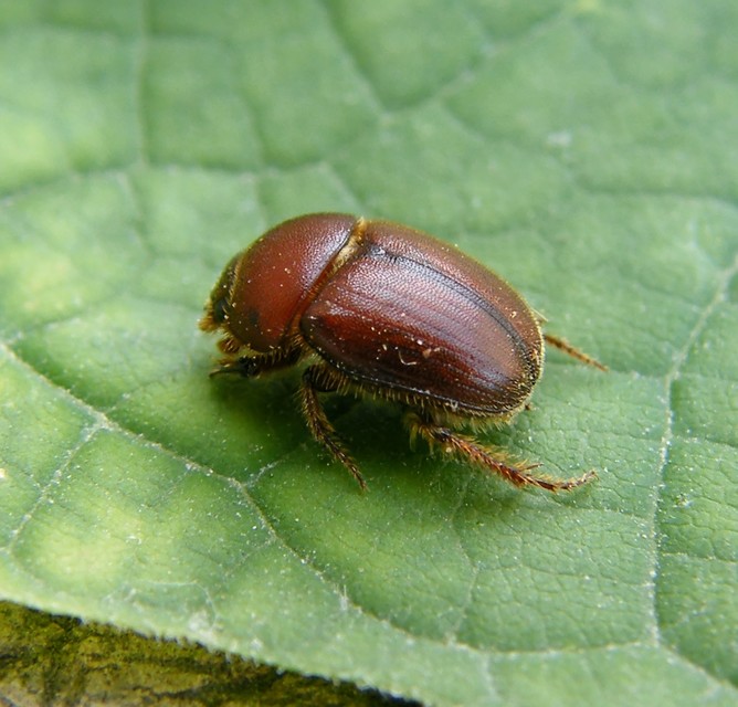 Ochodaeus chrysomeloides - alkonyati homoktúróbogár Ochodaeus chrysomeloides - alkonyati homoktúróbogár