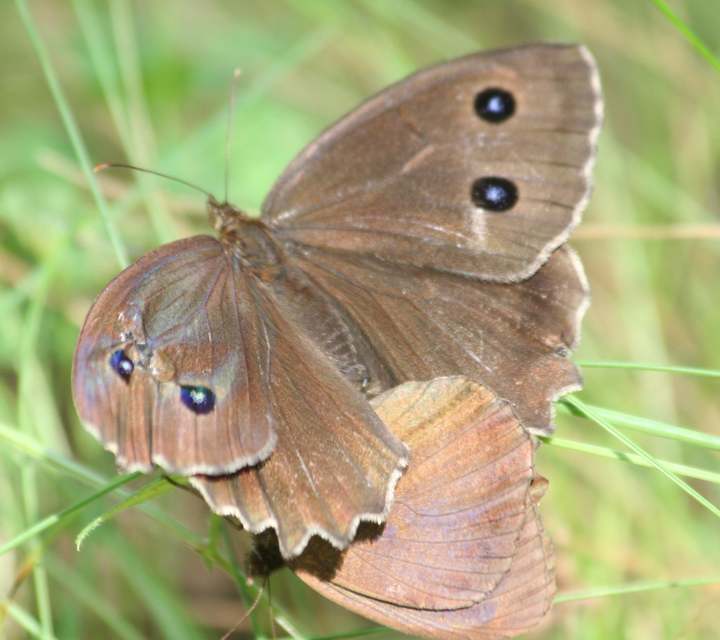 Minois dryas - fekete szemeslepke