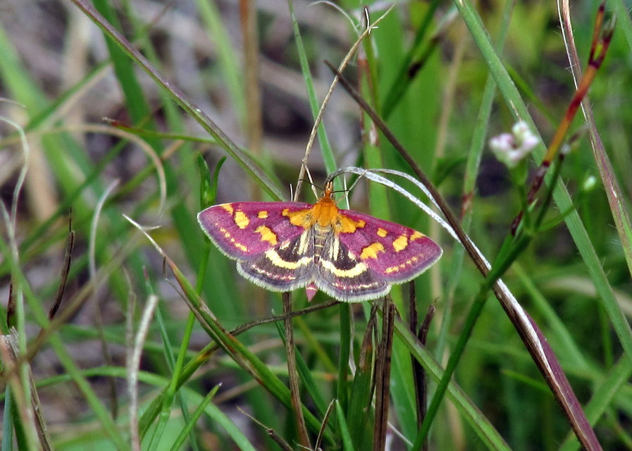 Pyrausta purpuralis - közönséges bíbormoly